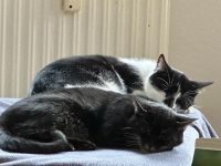 2 Katzen abzugeben Thüringen - Gotha Vorschau