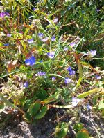 Dreimasterblume Niedersachsen - Edewecht Vorschau