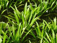 5x Wasseraloe Stratiodes Aloides Teich Wasserpflanzen Krebsschere Baden-Württemberg - Ochsenhausen Vorschau