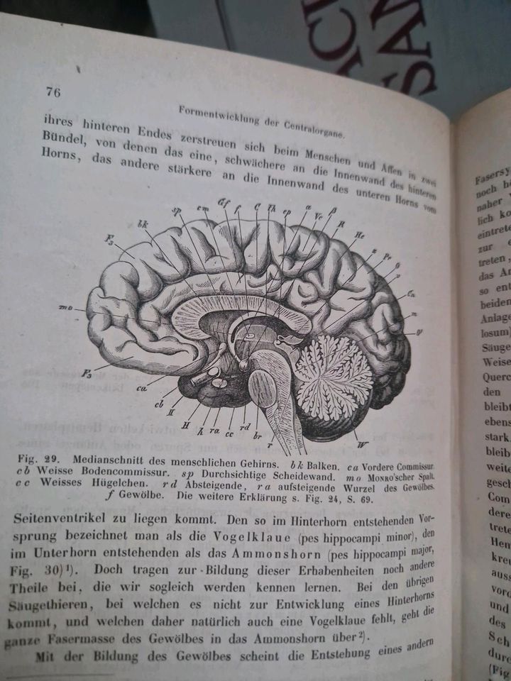 Wundt Grundzüge der physiologischen Psychologie 155 Holzschnitten in Berlin