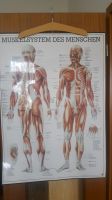 Anatomie Plakat Muskelsystem des Menschen Sachsen - Zwickau Vorschau