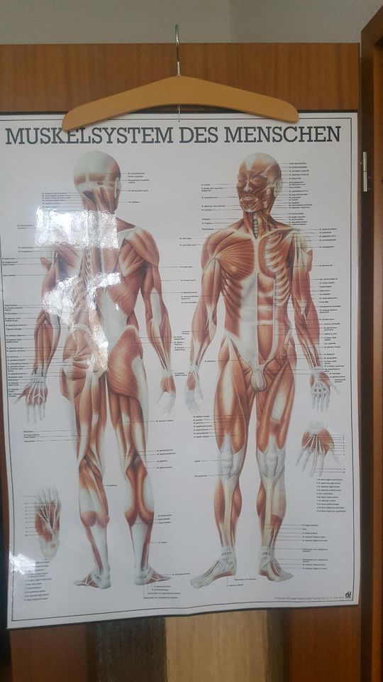 Anatomie Plakat Muskelsystem des Menschen in Zwickau