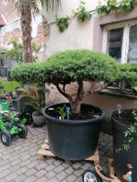 Bonsai  juniperus media pfitzeriana compact Rheinland-Pfalz - Bad Dürkheim Vorschau