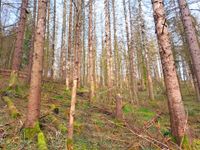 Waldfläche in Wiehl Nordrhein-Westfalen - Wiehl Vorschau