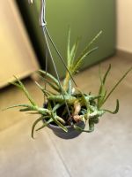 Aloe Pflanze Altona - Hamburg Ottensen Vorschau