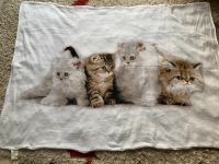 Kuscheldecke , Decke mit Katzen-Motiv Niedersachsen - Vögelsen Vorschau