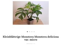 Kleinblättrige Monstera deliciosa var. micro 4,95€ Zimmerpflanze Bayern - Schwarzenfeld Vorschau