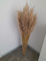 Pampas gras 30 Stück länge 140cm Nordrhein-Westfalen - Oelde Vorschau