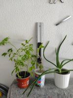 Tomatenpflanzen Nordrhein-Westfalen - Siegen Vorschau