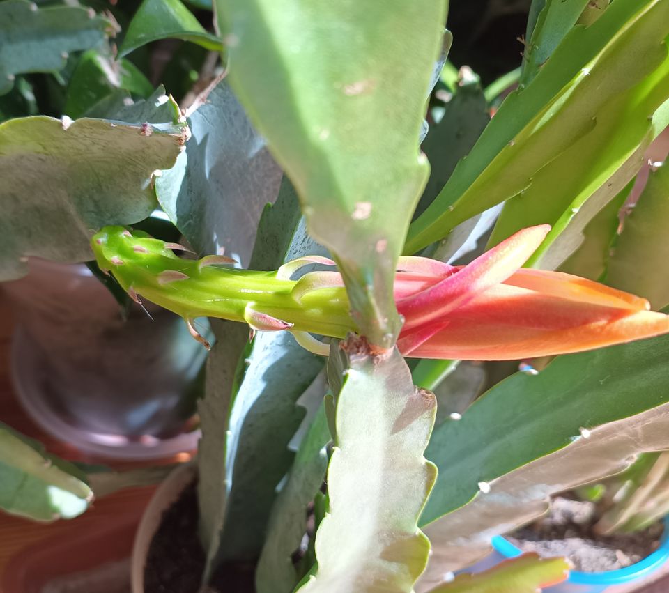 Epiphyllum Zimmerpflanze Blattkaktus mit Weißer Blüte in Berlin