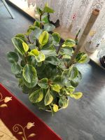 Peperomia - ca. 1m hoch - kräftige Zimmerpflanze Köln - Ossendorf Vorschau