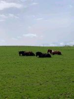 Platz im Offenstall frei Schleswig-Holstein - Boostedt Vorschau