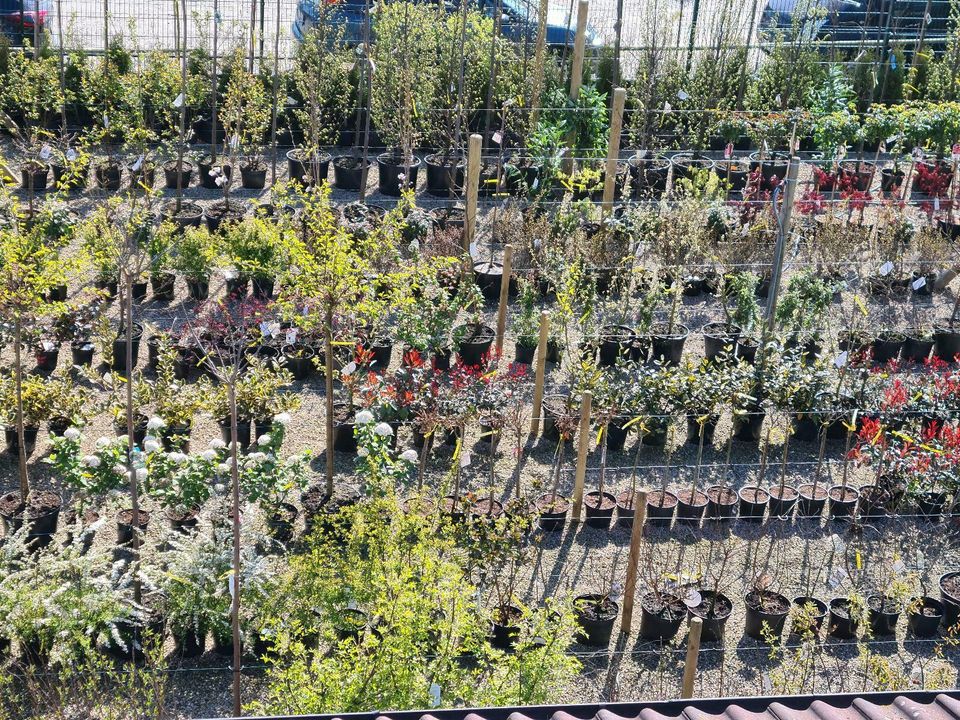 Formgehölze, Bonsai, Gartenbonsai, Ilex crenata in Sögel