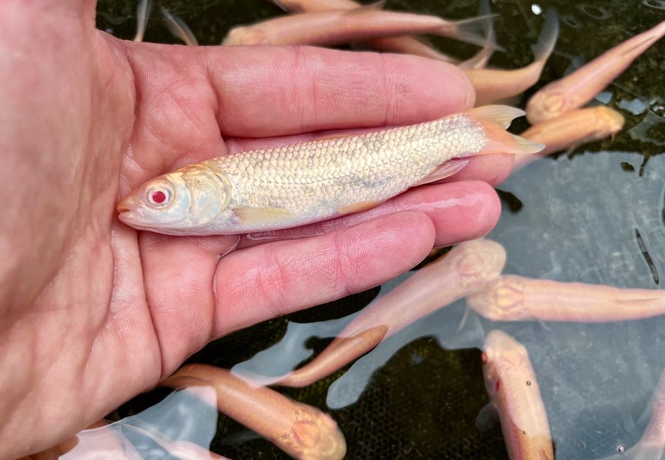 Grasfisch/Albino Graskarpfen als Algenfresser f. Koi & Grtenteich in Willich