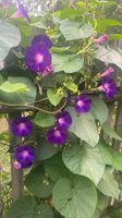 20 Samen der Prunkwinde Kletterpflanze lila Thüringen - Gotha Vorschau