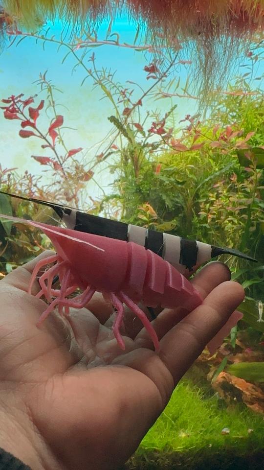 3D Garnele Caradina Neocaradina im Aquarium leben aus Kunstoff in Dietzhölztal