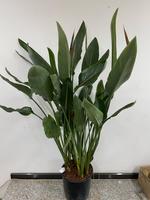Strelizia Strelizie Paradisevogelblume Zimmerpflanze 4 Blüten Nordrhein-Westfalen - Simmerath Vorschau