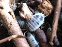 Porcellio Laevis Panda Asseln Baden-Württemberg - Nürtingen Vorschau