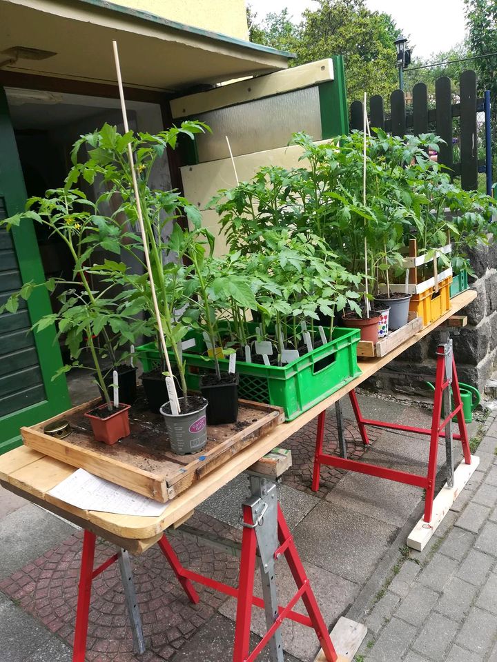 Verkaufe Tomatenpflanzen. in Kamenz