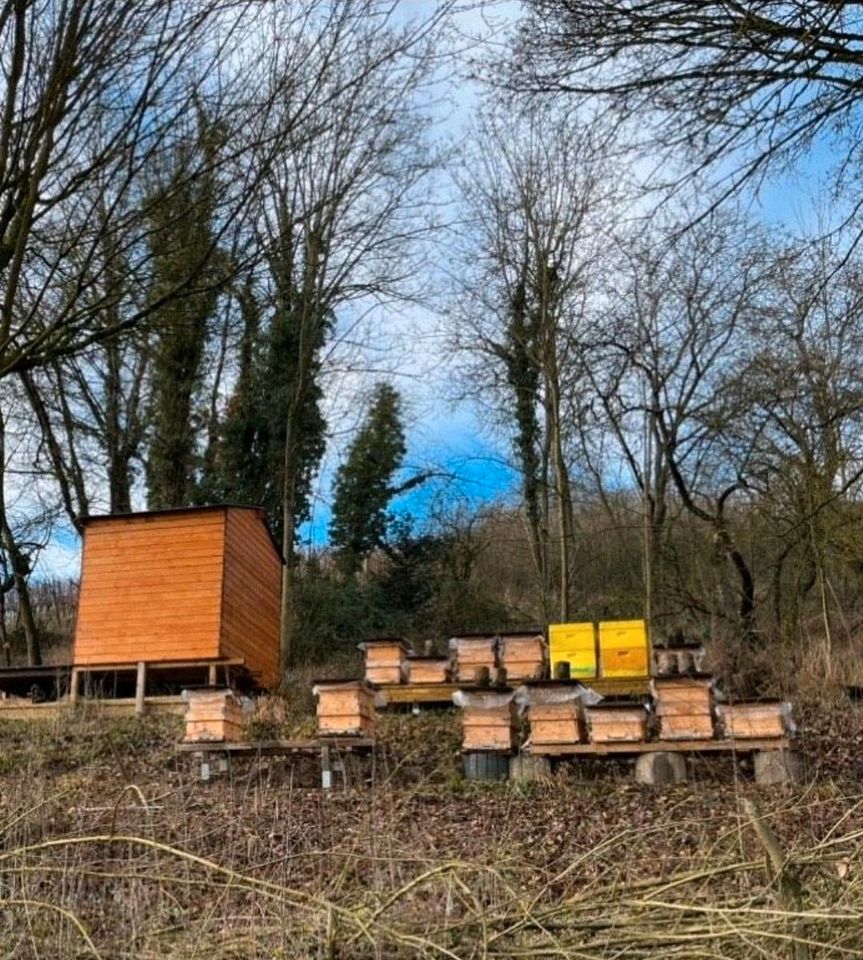 Bienen Wirtschaftsvölker Carnica DNM in Bad Neuenahr-Ahrweiler