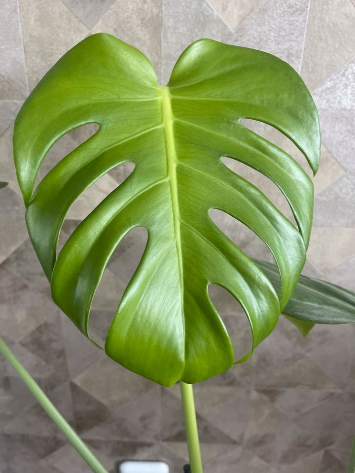 Monstera mit übertopf in Külz (Hunsrück)