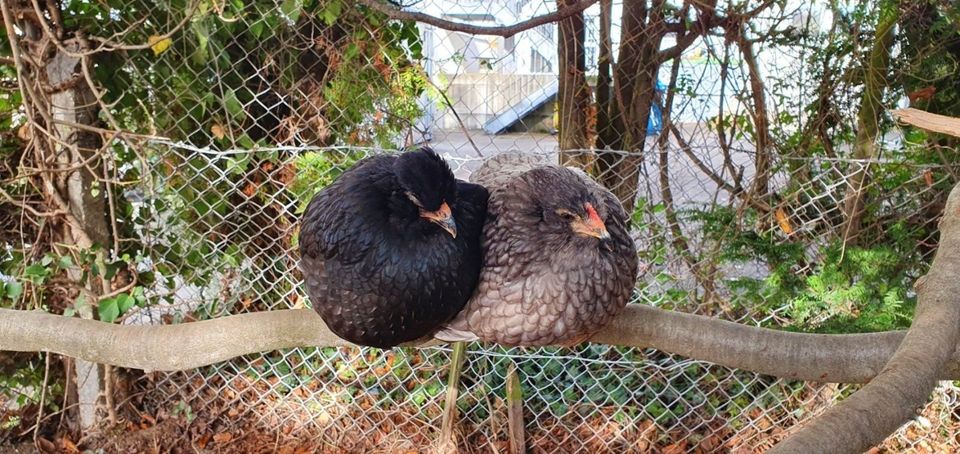 Araucana x Ga Hmong Bruteier Gahmong Grünleger Hühner in Pleidelsheim