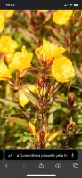 Oenothera pilosella Yella Fella Bayern - Bischofsheim Vorschau