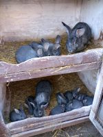 Kaninchen Holländer und Groß Chin Sachsen - Mutzschen Vorschau