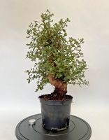 Bonsai Korkeiche Pre Bonsai Quercus suber Rheinland-Pfalz - Böhl-Iggelheim Vorschau