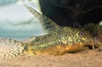 Corydoras Gryphus Zuchtgruppe + Nachzuchten (L Welse) Brandenburg - Cottbus Vorschau