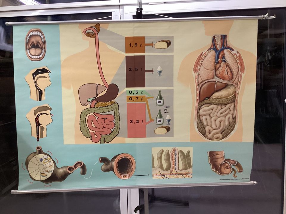 alte, große Schulwandkarte: Der Verdauungsweg der Nahrung in Gehrden