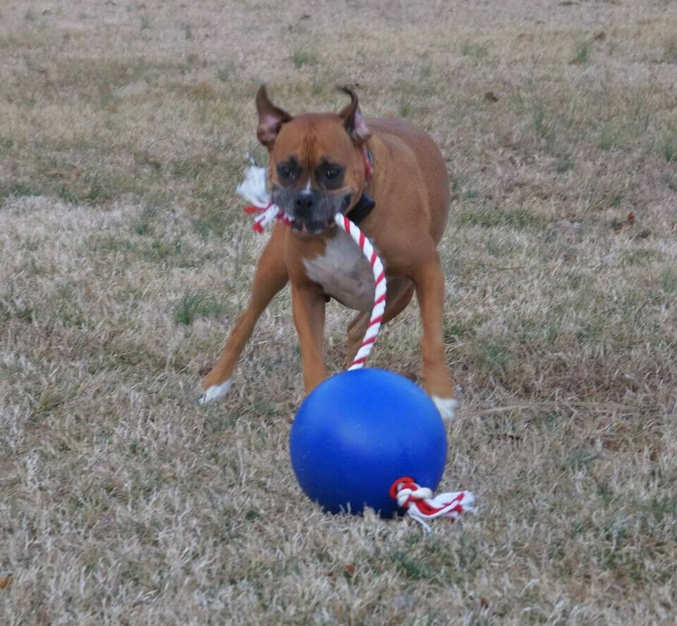 Sonderpreis Gr. L - Tuggo Stabiler Spielball für Hunde in Kellenhusen