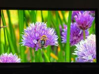 Samsung 4K 28 Zoll Monitor Schleswig-Holstein - Elmenhorst Kr Stormarn Vorschau