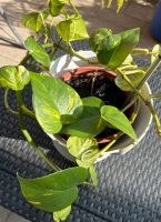 Efeutute Pflanze mit Topf & zwei Ranken Niedersachsen - Bardowick Vorschau