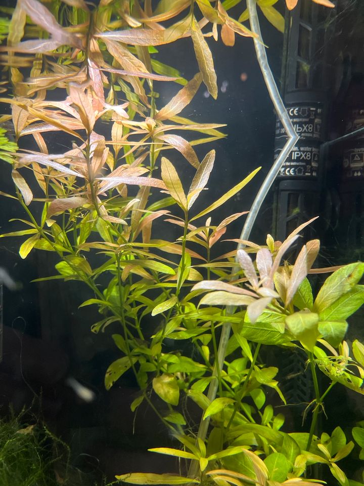 Hübsche Aquariumpflanzen (momentan nur Limnophila heterophylla) in Laage