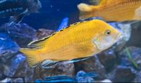 Malawi Buntbarsch Labidochromis Caeruleus Yellow Nordrhein-Westfalen - Iserlohn Vorschau