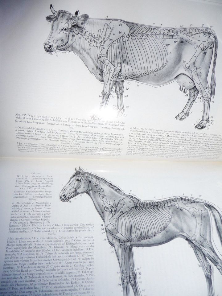 Lehrbuch der Anatomie der Haustiere -Band I- gebundene Ausgabe in Hamburg