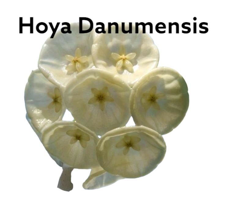 Hoya Danumensis (Rarität) in Bremen