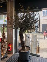 Olivenbaum, Baum, Pflanze, Palme Niedersachsen - Oldenburg Vorschau