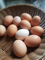 Bio Hühner eier Nordrhein-Westfalen - Heinsberg Vorschau
