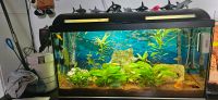 Aquarium komplett mit Fischen +Pflanzen Rheinland-Pfalz - Weißenthurm   Vorschau