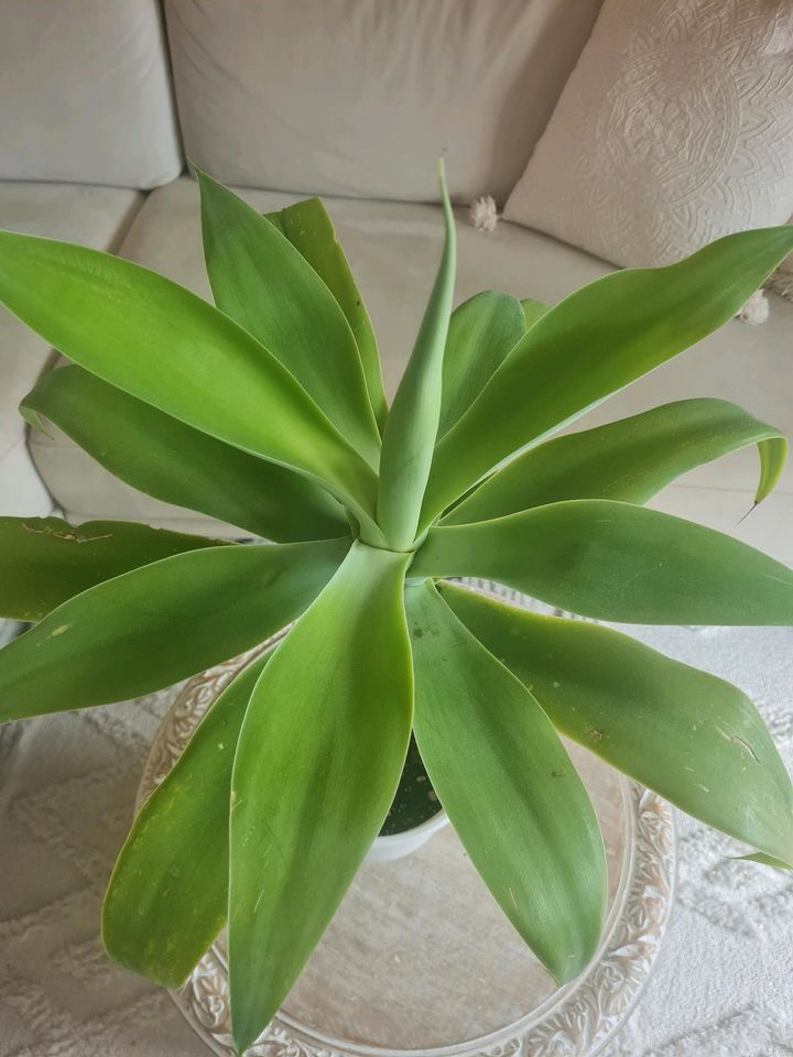 Agave attenuata stammbildend, Schwanenhals Agave, Pflanze in Gröbenzell