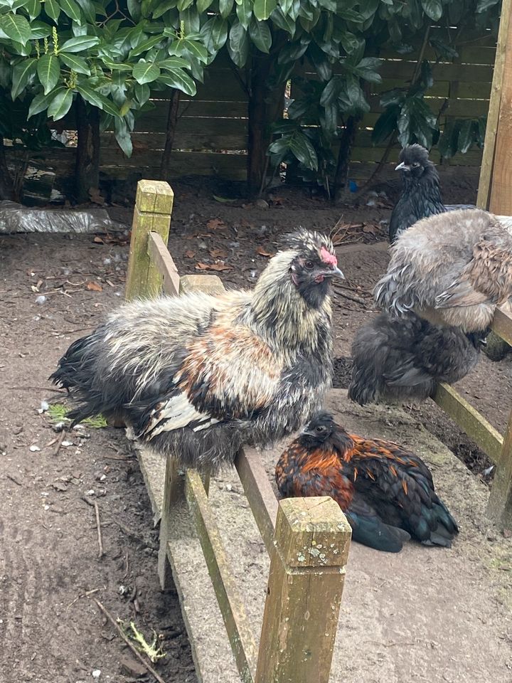 Junge Hühnertruppe abzugeben, Hennen, Zwergseidenhuhn in Winsen (Luhe)