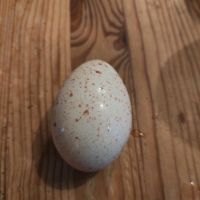 Puteneier Truthahn Eier zum selbst ausbrüten, befruchtet Niedersachsen - Bad Zwischenahn Vorschau