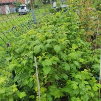 Himbeer Strauch  Garten Pflanzen Gold  Und Rot Nordrhein-Westfalen - Bad Oeynhausen Vorschau