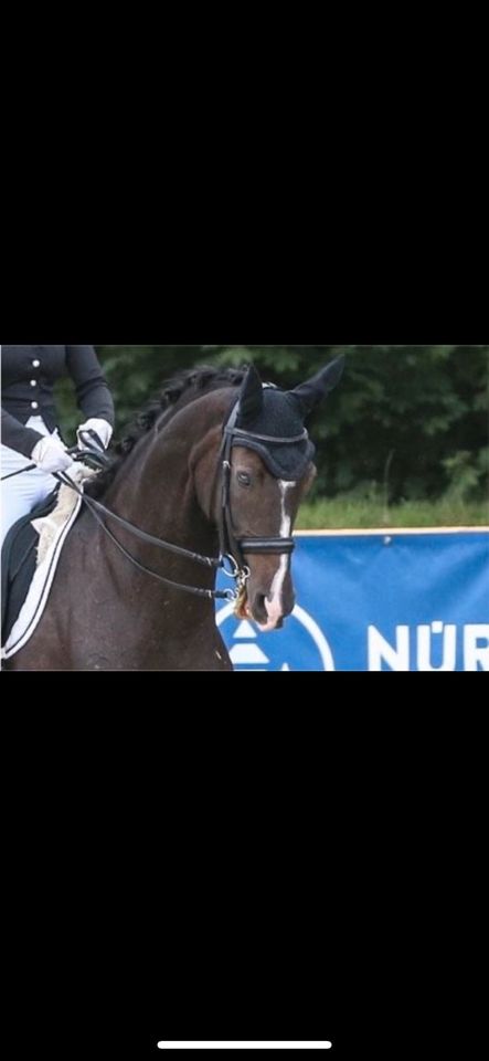 Kandare WB Trense schwarz Warmblut Euroriding Full in Dresden