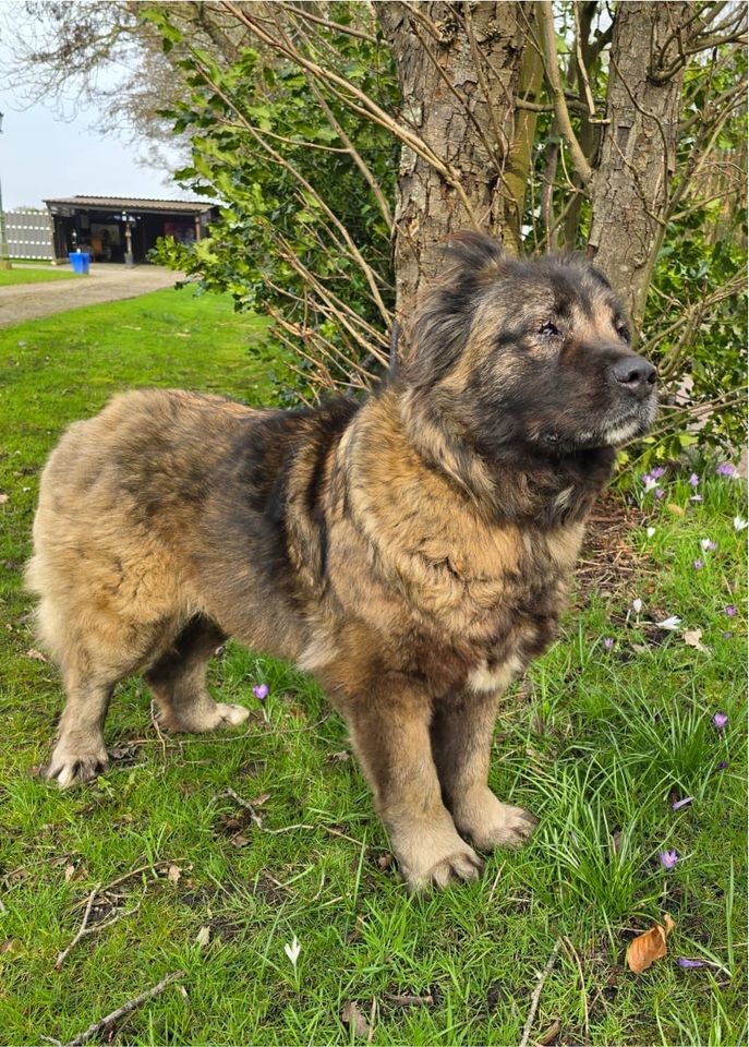 Verschmuster Teddybär LAIKA aus dem Tierschutz in Südbrookmerland