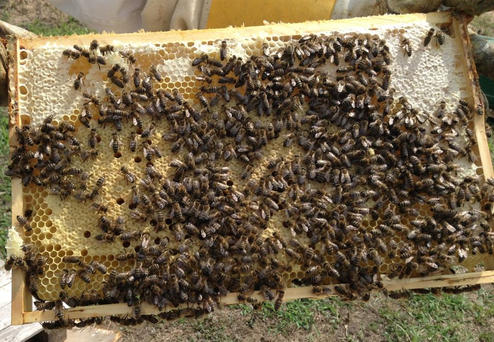 Kunstschwärme - Bienenvölker -  Ableger - Bienen Carnica in Radebeul