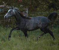 Vollblutaraber Hengst 2jährig Niedersachsen - Lüneburg Vorschau