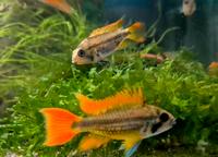 Kakaduzwergbuntbarsch orange Apistogramma cacatuoides Dortmund - Aplerbeck Vorschau